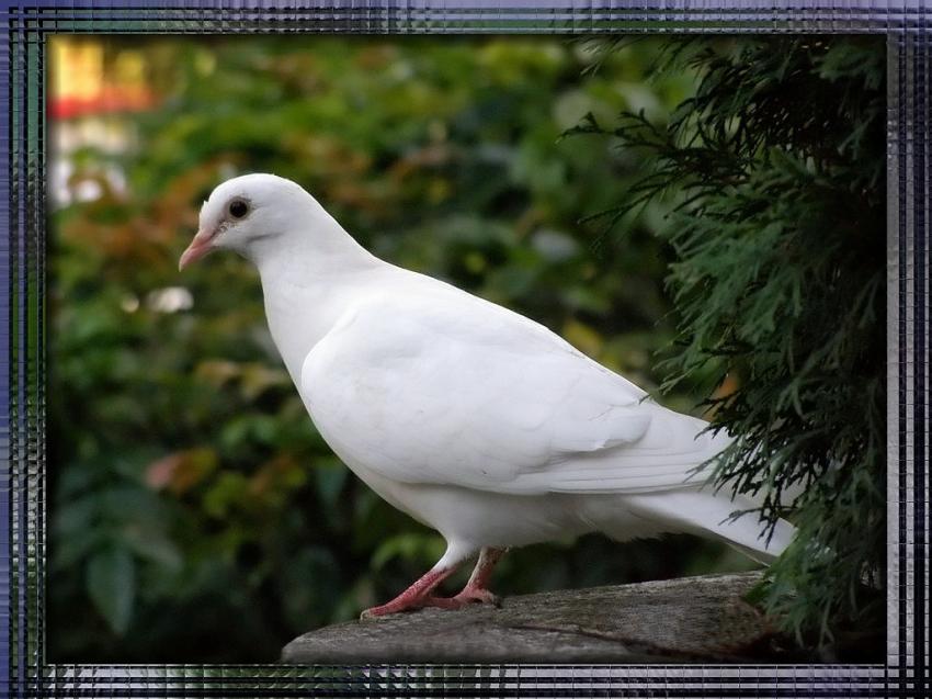 Pigeon