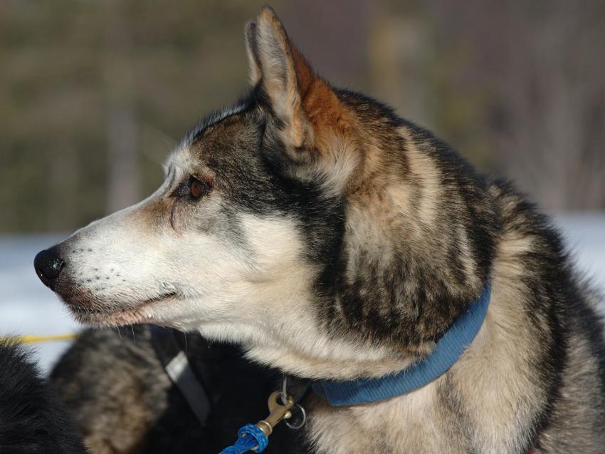 chien de traineau