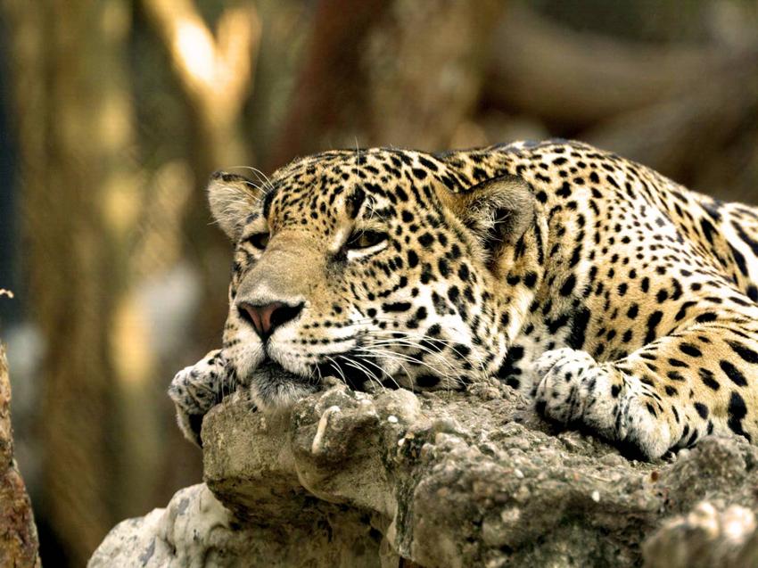 Lopard