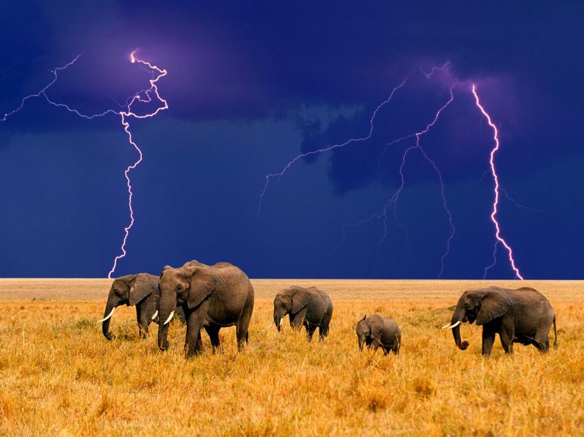 Elephants