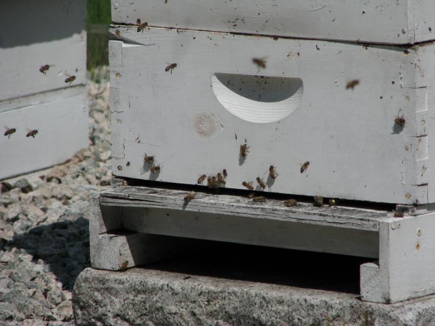des abeilles