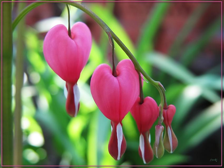Coeur de Marie