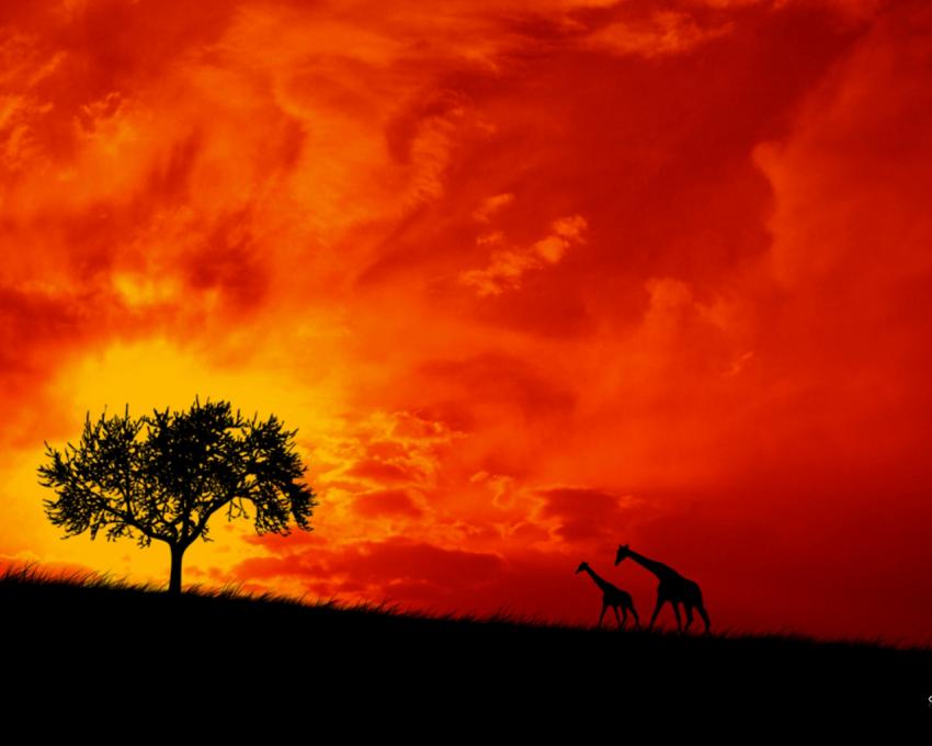 Girafe