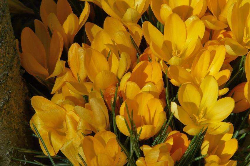 Jaune d'or
