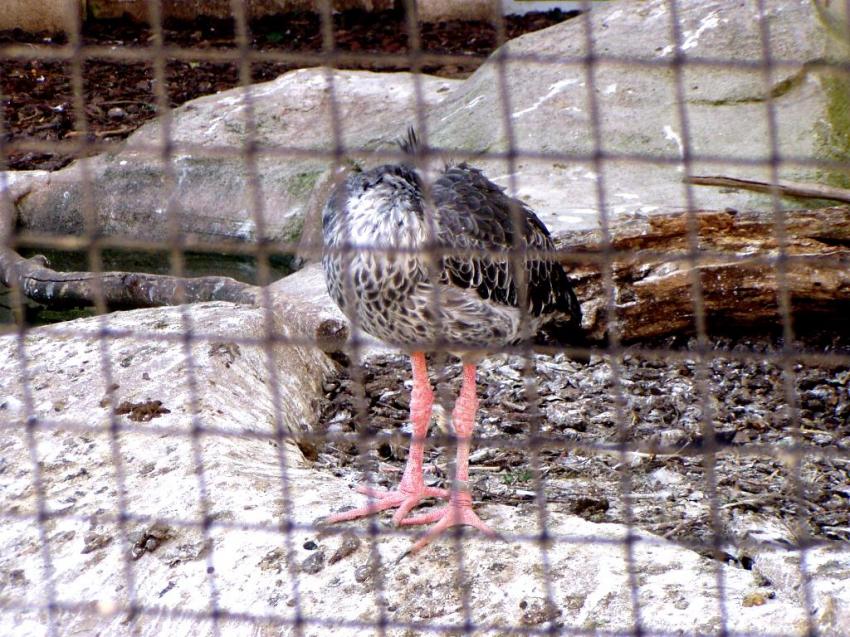 zoo