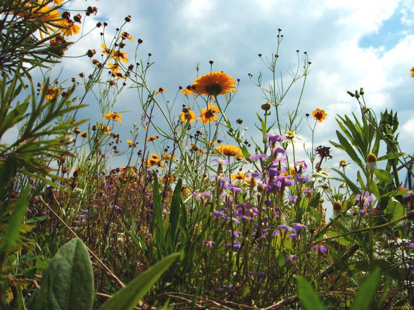 Fleurs