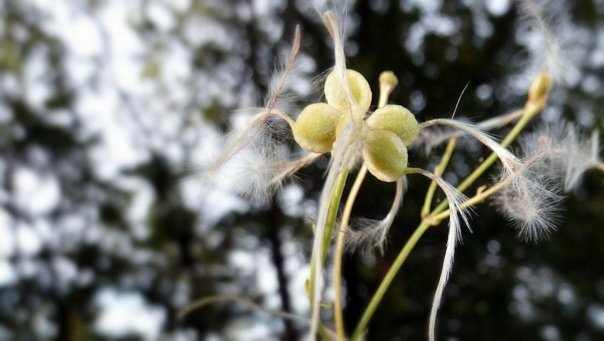 fruits  plumetis