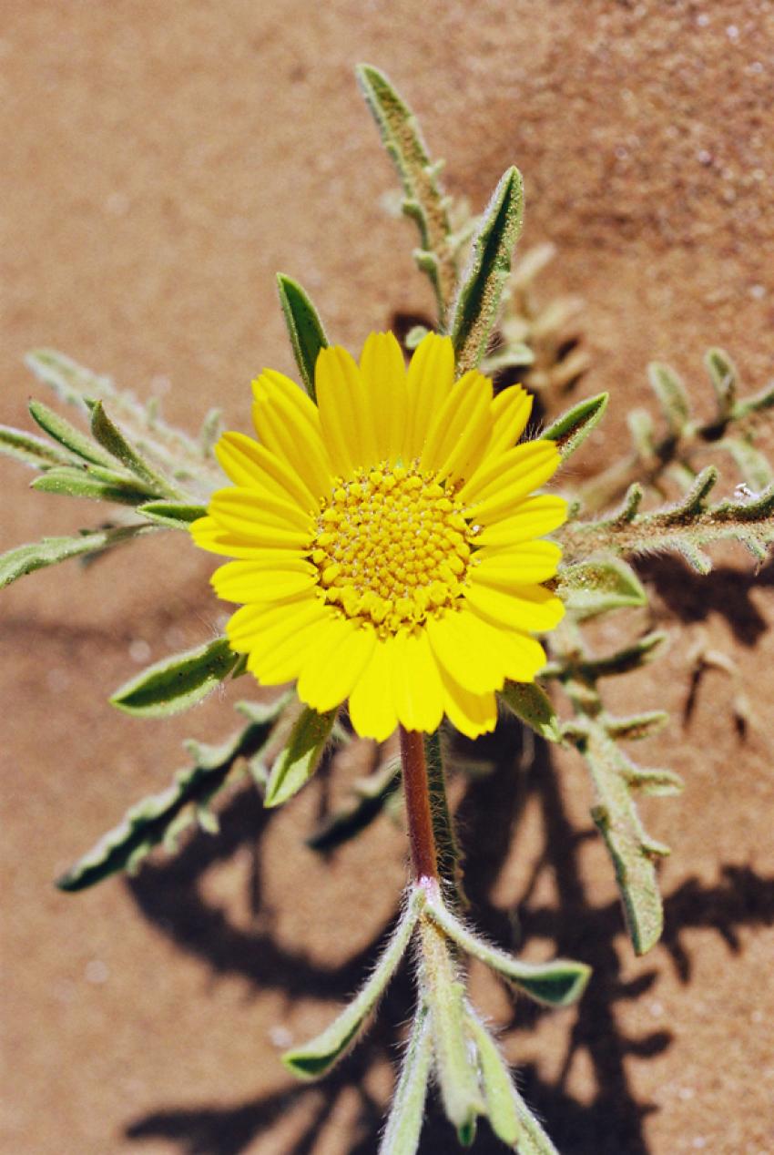 Fleurs du Dsert