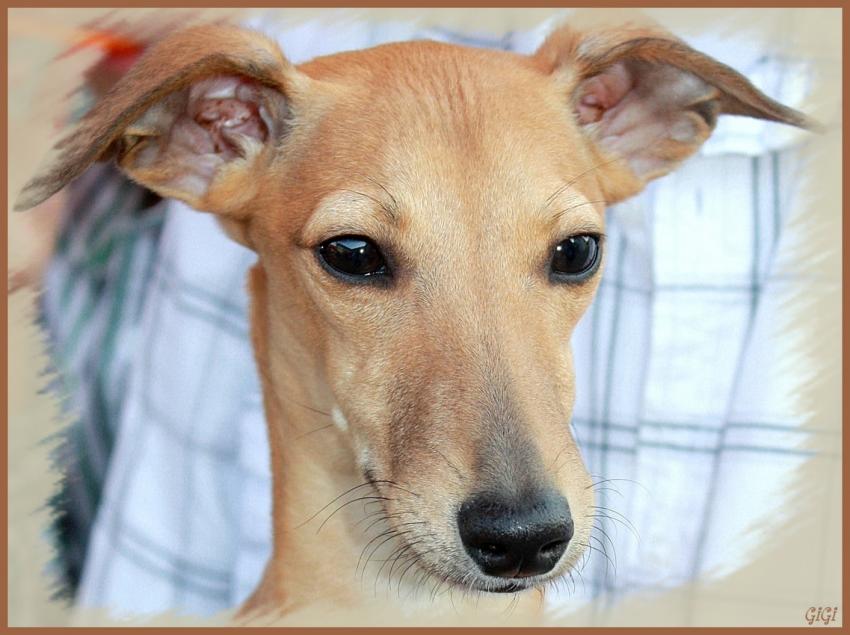 Srie canine (1).