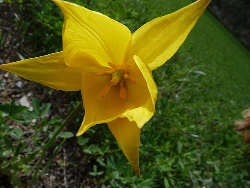 Tulipe sauvage 