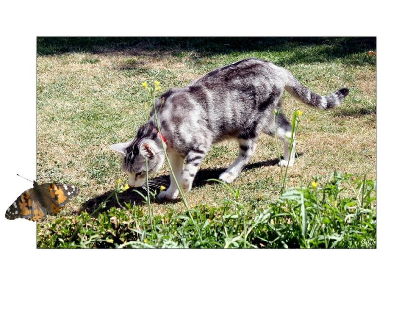 A  la chasse.