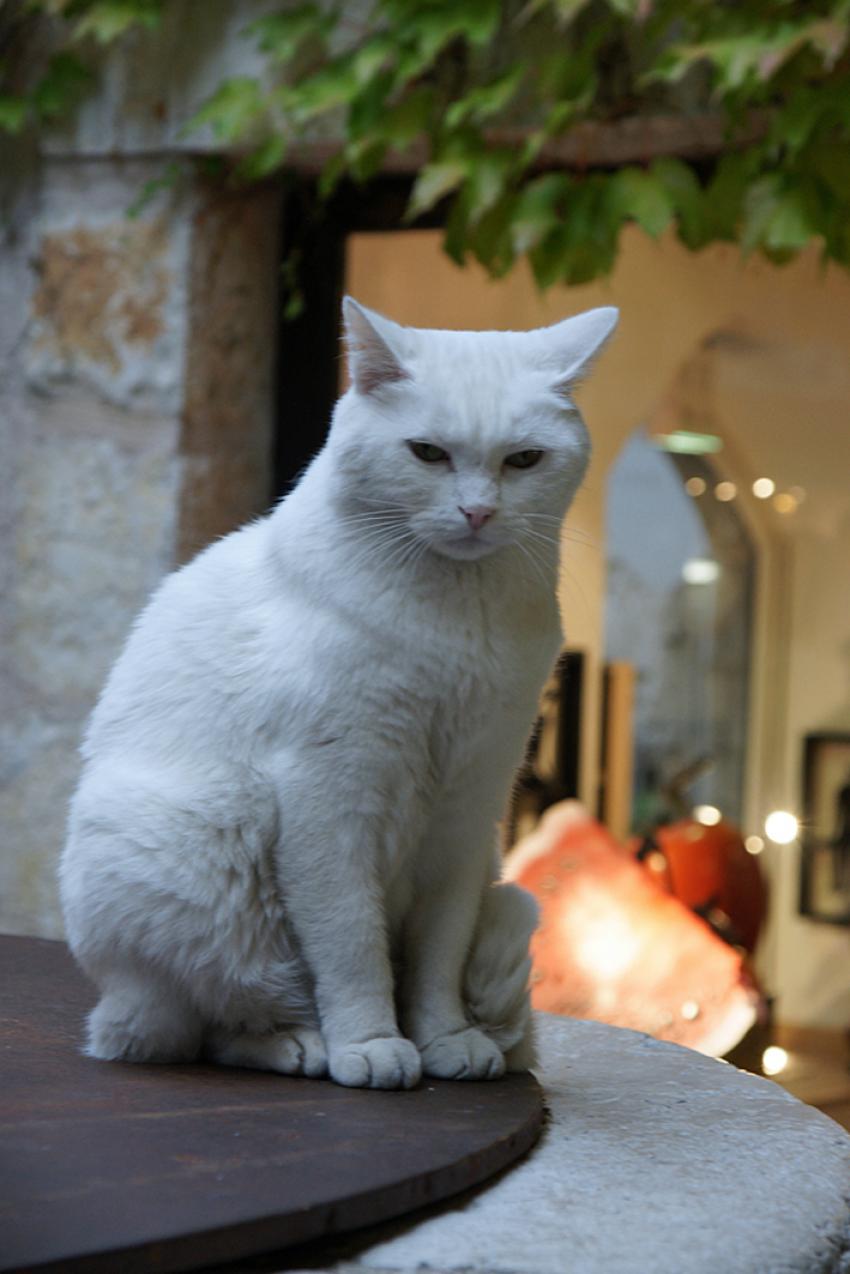 Saint Paul de Vence