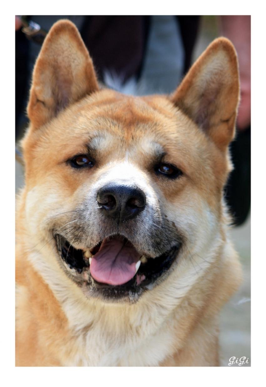 Srie canine (5).