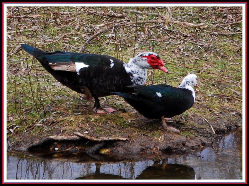 Canards musqus