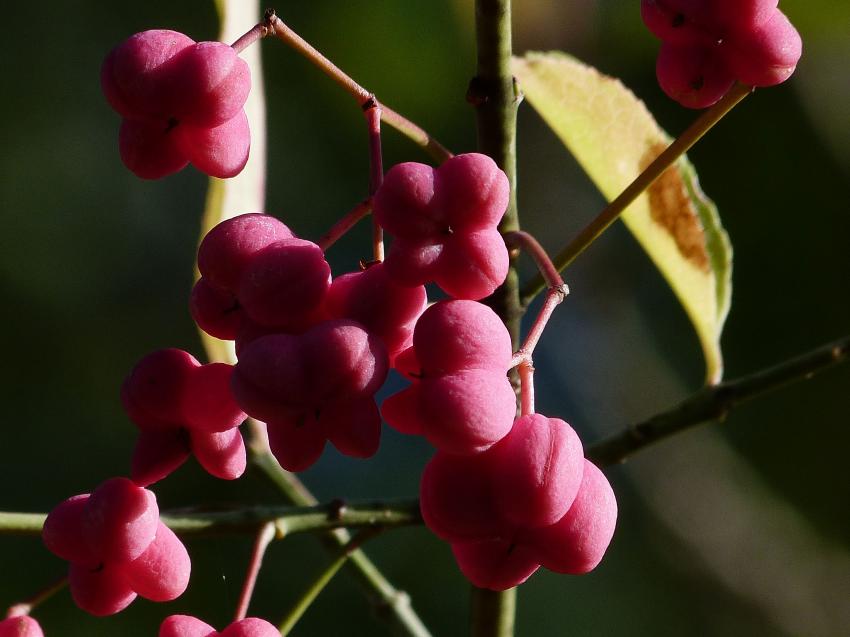 Fleurs du fusain 